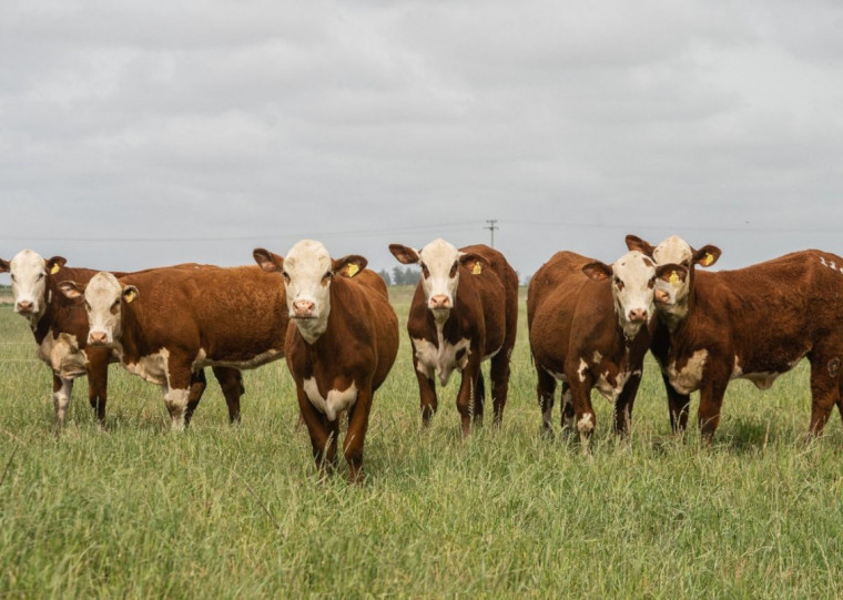 Melhoramento genético com foco na qualidade da carne será tema de um dos temas da agenda