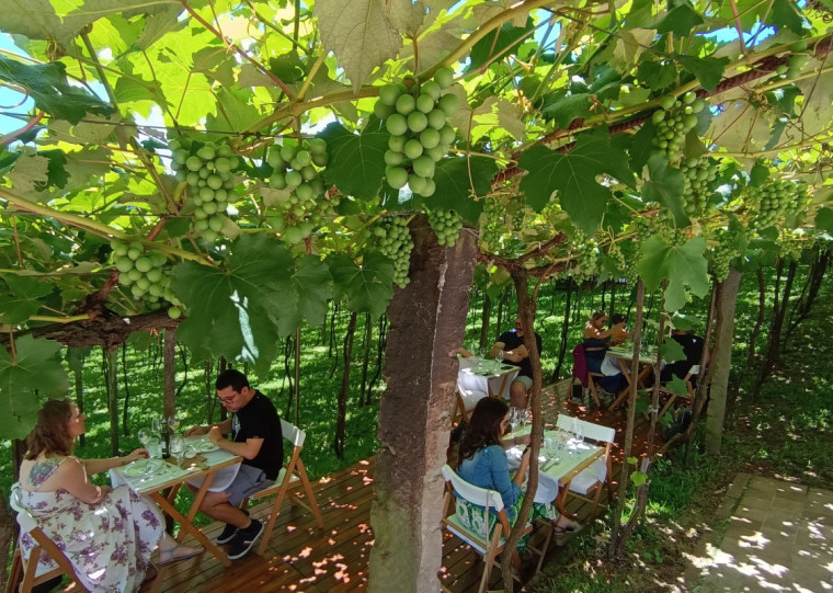 Vinhedos Cristofoli promovem almoço harmonizado junto às videiras