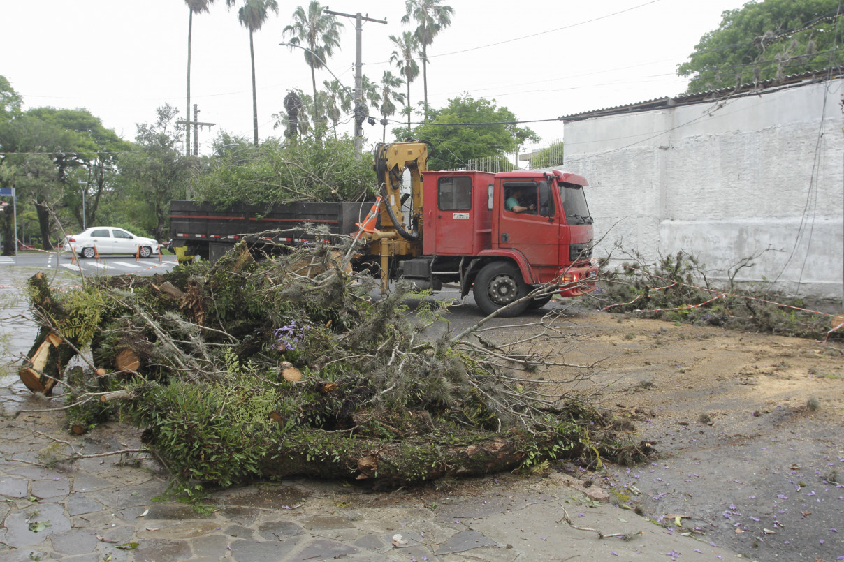 Árvore caída na rua Monsenhor Veras - bairro Santana | EVANDRO OLIVEIRA/JC