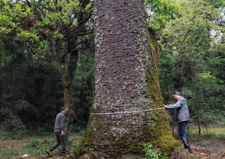 Pesquisadores da UFSM reaalizaram as medições oficiais da árvore em Gramado Xavier