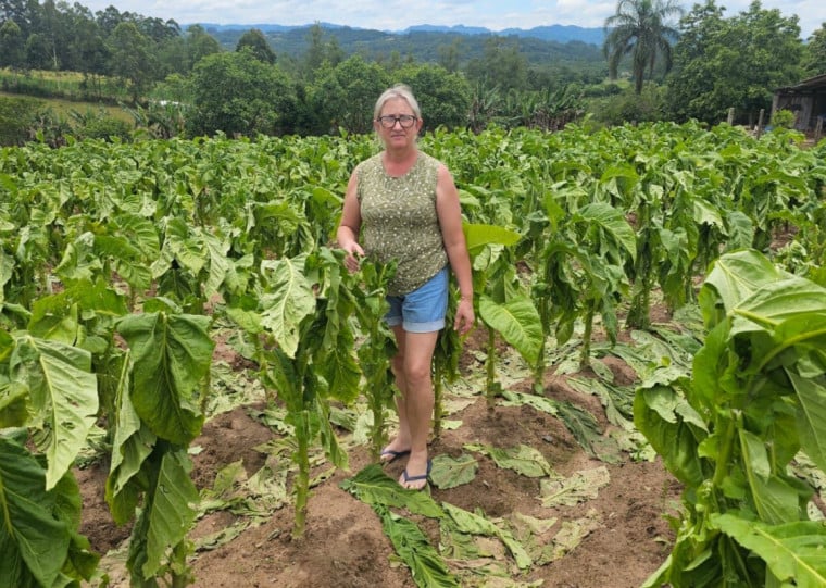 A fumicultora Janice Eichelberger, de Venâncio Aires, estima prejuízo superior a R$ 100 mil por granizo