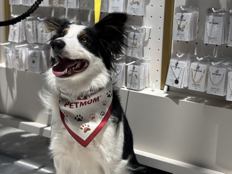 Mais de 1 mil peças compõem o catálogo da marca de semijoias inspirada nos pets<br />Foto: PetMom/Divulgação/JC