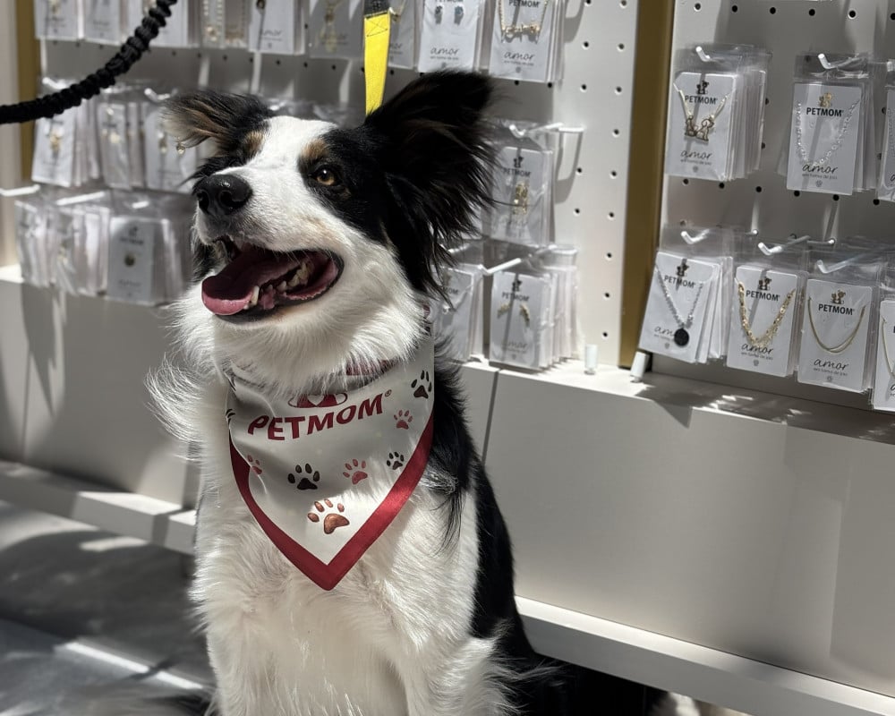 Mais de 1 mil peças compõem o catálogo da marca de semijoias inspirada nos pets | PetMom/Divulgação/JC