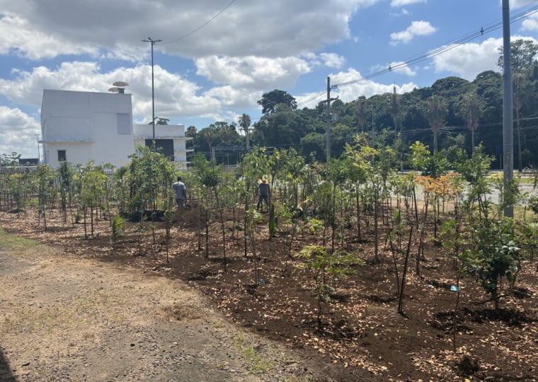 Microfloresta tem plantio de 850 árvores nativas em uma área de cerca de 600 m²