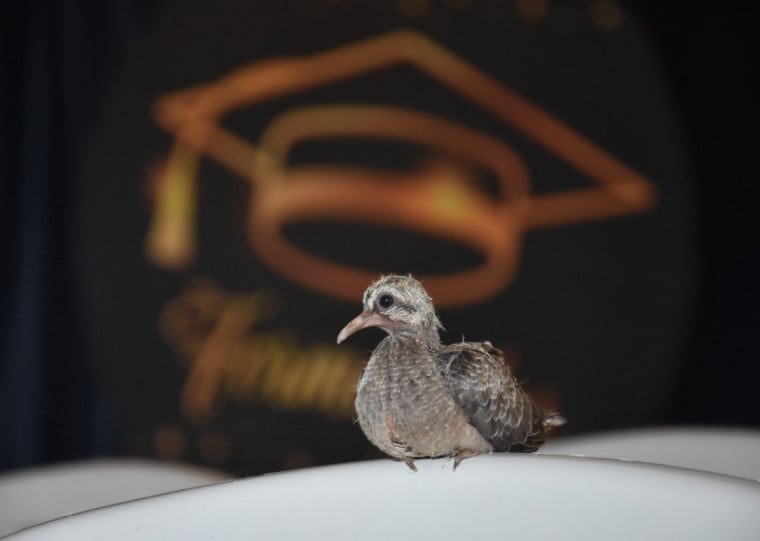 pg3 Pomba em sala de aula em IKmbé