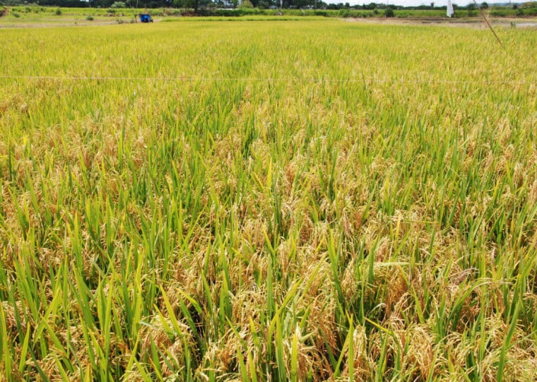 Veja como os leilões da Conab apoiam comercialização do arroz
