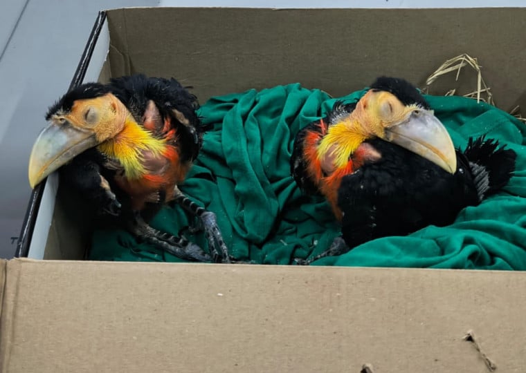 Dois tucanos, considerados animais silvestres, foram resgatados durante o fim do ano