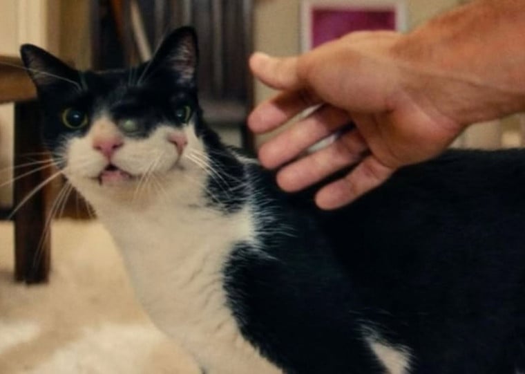 Animal teve a face duplicada por meio de computação gráfica