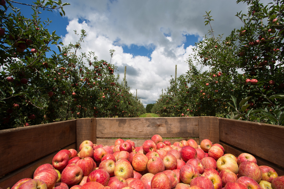 Sozinho, o município de Vacaria concentra aproximadamente metade da produção de maçã do RS; as regiões de Bom Jesus e Caxias do Sul compõem os outros dois principais polos Sozinho, o município de Vacaria concentra aproximadamente metade da produção de maçã do RS; as regiões de Bom Jesus e Caxias do Sul compõem os outros dois principais polos