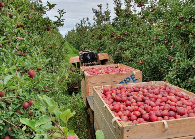 Áreas de maior altitude, como em Bom Jesus, têm recebido a atenção de produtores, na busca pelo clima mais adequado