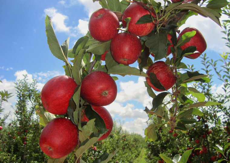 Rio Grande do Sul responde por quase metade da produção nacional de maçã