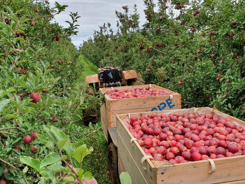 Puxada por Vacaria, produção de maçã mostra força na safra do RS