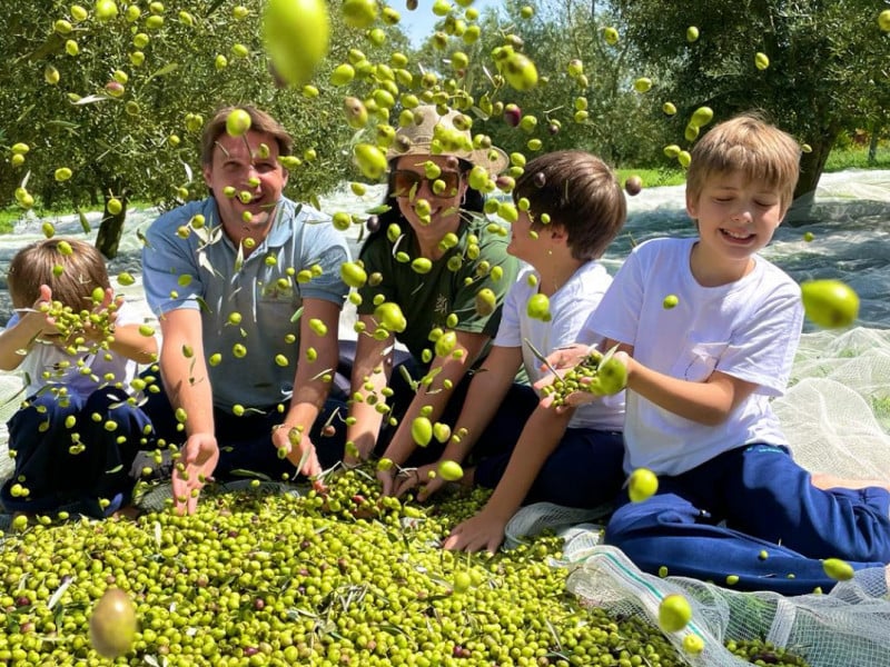 A colheita das azeitonas &eacute; a novidade para a temporada de 2026<br />Foto: Est&acirc;ncia das Oliveiras/Divulga&ccedil;&atilde;o/JC