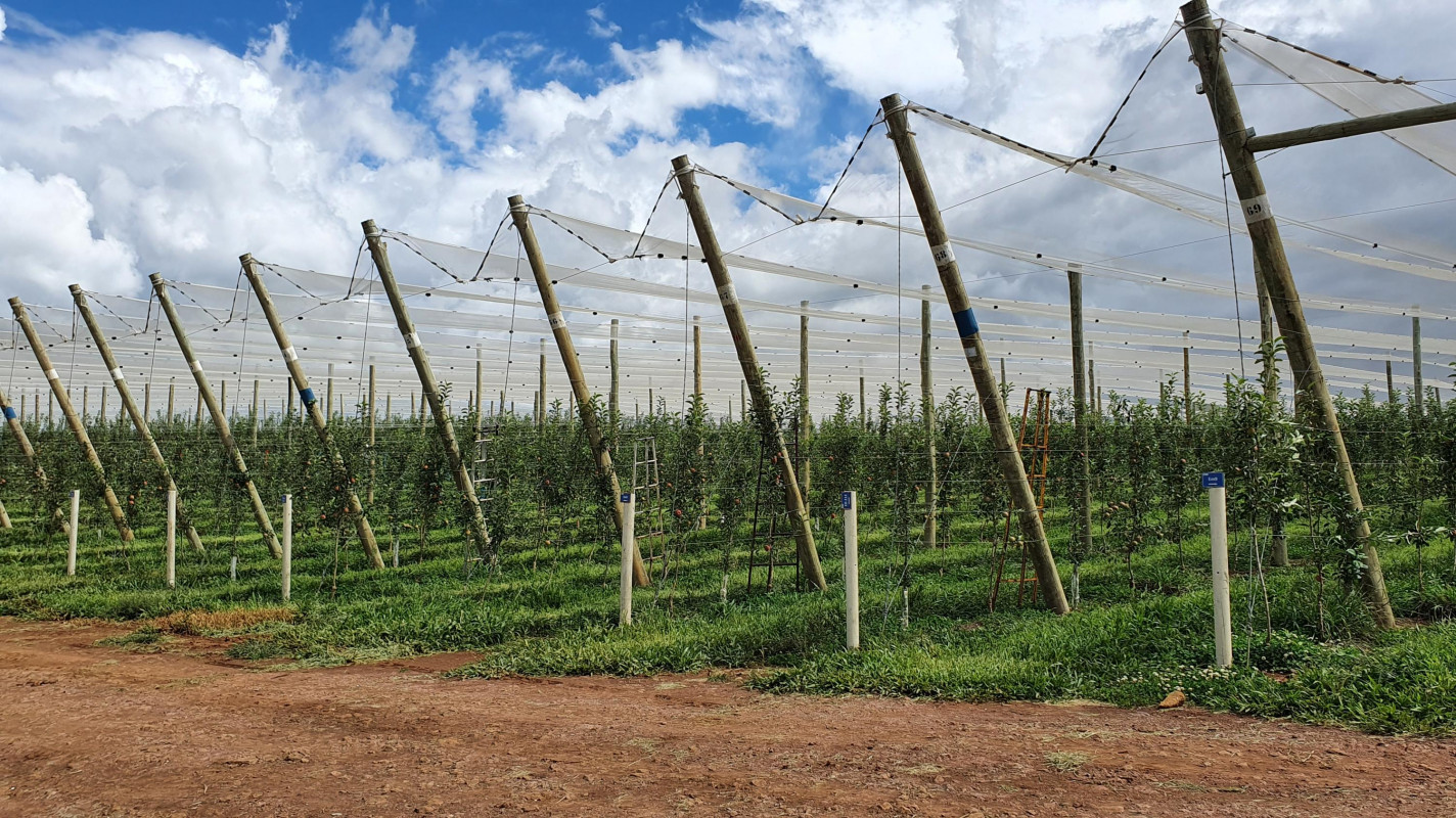 Produtores têm optado cada vez mais pelas telas antigranizo Produtores têm optado cada vez mais pelas telas antigranizo