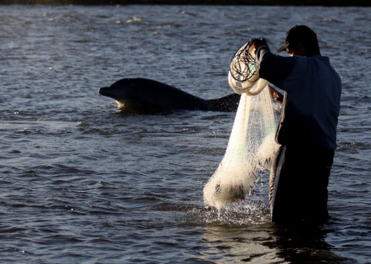 Especialista alerta para efeitos na pesca cooperativa entre pescadores artesanais e botos, interação rara e ancestral na região