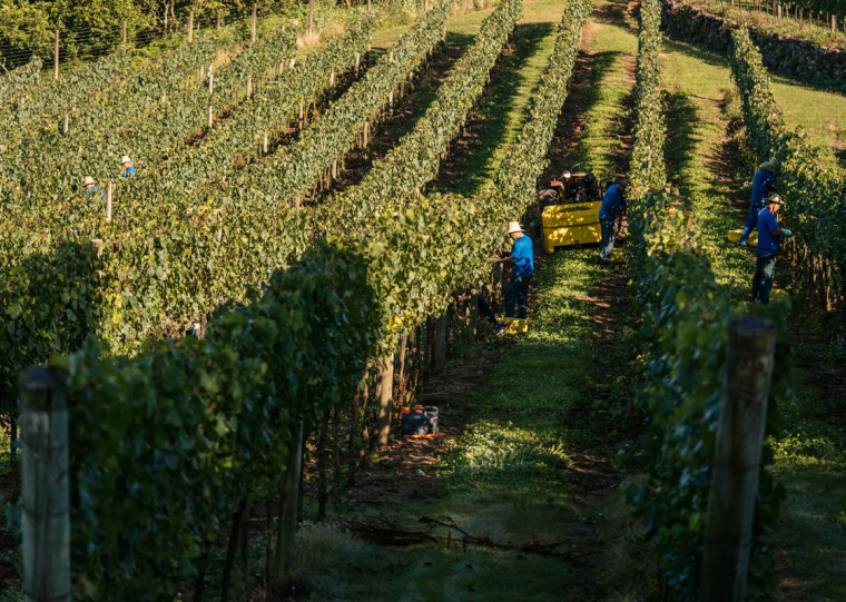 Condições de clima favoráveis impulsionam safra gaúcha de uva, que deve ter volume e qualidade em destaque Condições de clima favoráveis impulsionam safra gaúcha de uva, que deve ter volume e qualidade em destaque