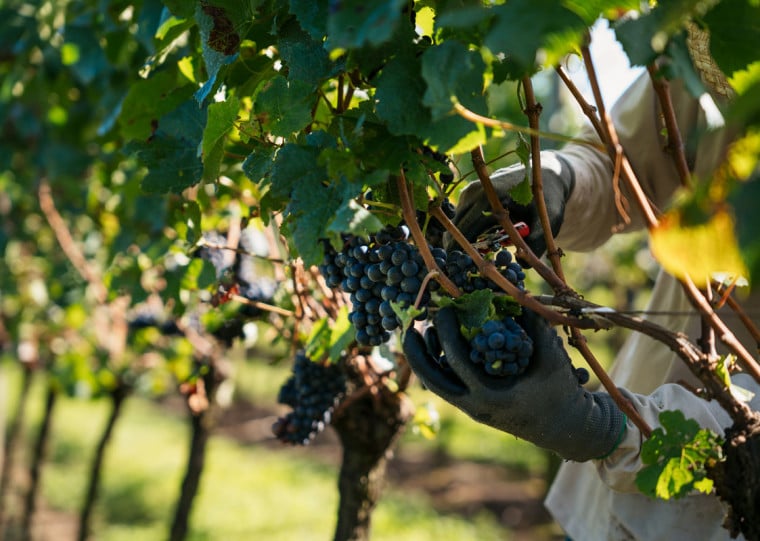 Projeção da Emater indica que safra 2026 será 10%, com a colheita de 905 toneladas