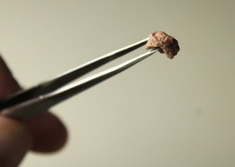 Fóssil de Sauropia macrorhinus (por Rodrigo Temp Müller) 3