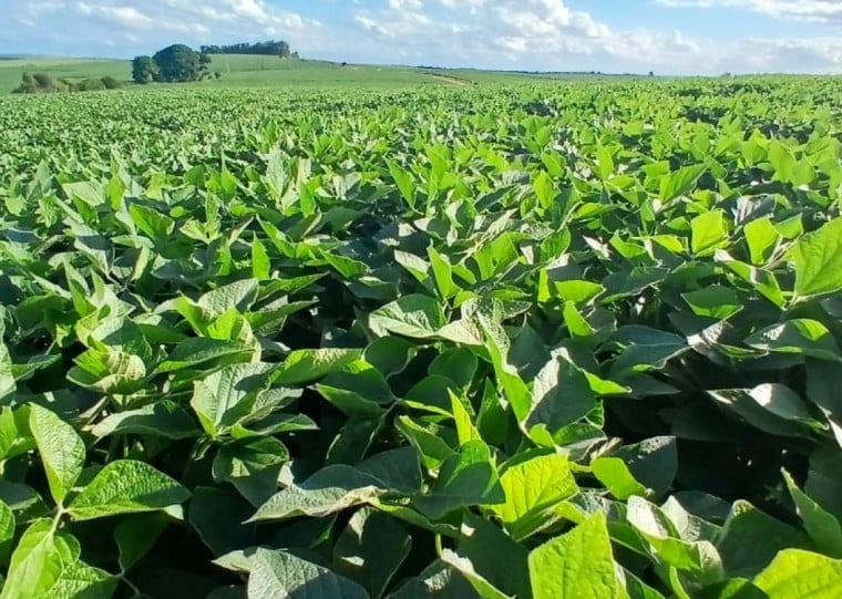 Na lavoura de Emerson Wendt, expectativa é colher 50 sacas por hectare