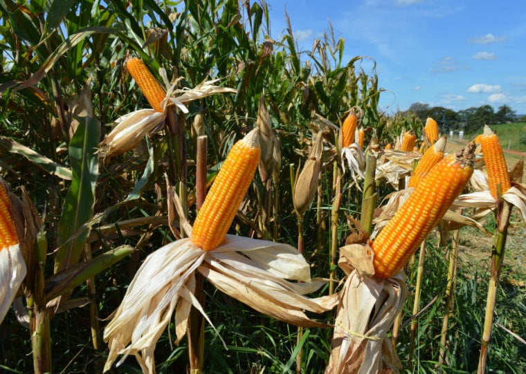 RS pode colher safra 9,6% maior, chegando a 5,7 milhões de toneladas, projeta Emater