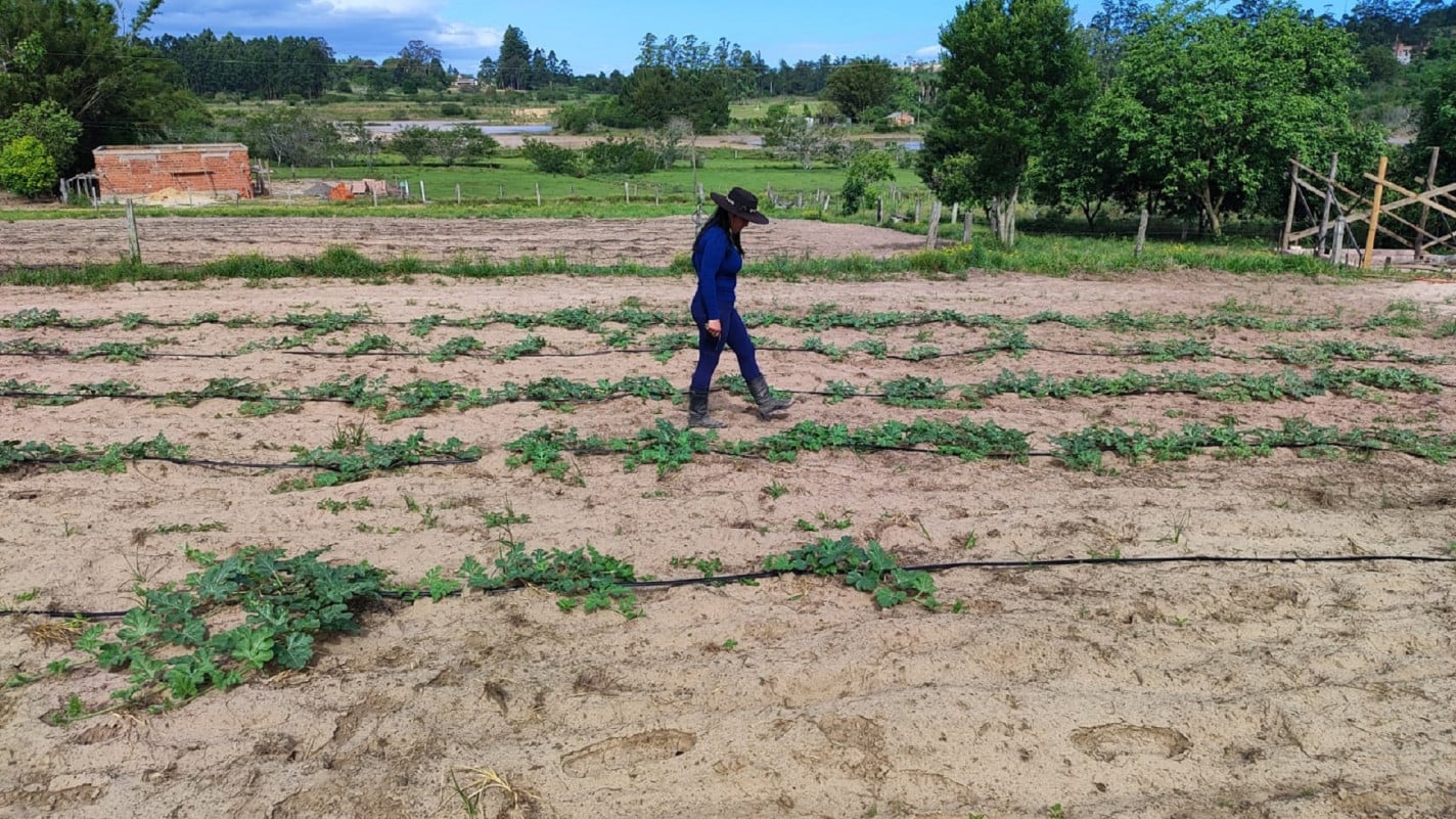 A propriedade da agricultora Andreia Santos tem dois hectares para planta&ccedil;&atilde;o da fruta | Andreia Santos/Arquivo Pessoal/Divulga&ccedil;&atilde;o/Cidades