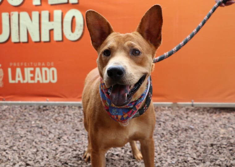 Animais disponíveis para adoção são adestrados, castrados, vacinados e microchipados