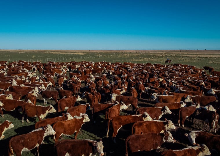 Rebanho Hereford concentra 80% dos animais do programa de certificação no RS, que cresceu mais de 8% no ano passado