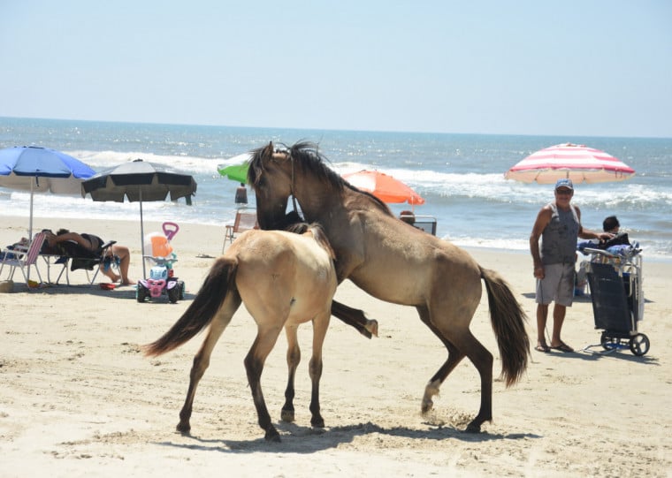 Cavalos soltos na praia de Albatroz diversificam orla onde ambulantes e veranistas
