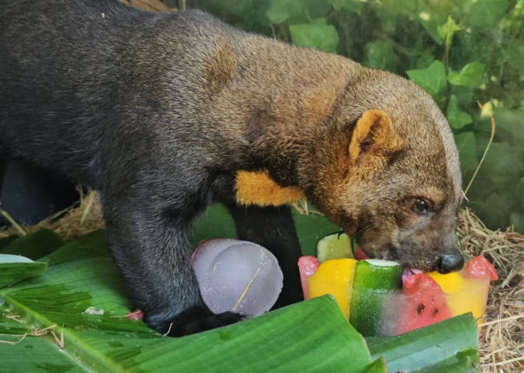 Esp&eacute;cie considerada vulner&aacute;vel no Estado, irar&aacute; recebeu picol&eacute;s de frutas e legumes | Halder Ramos/Divulga&ccedil;&atilde;o/Cidades