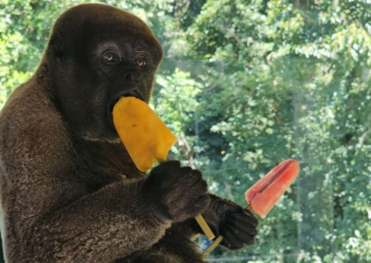 O macaco-barrigudo saboreou picolés de frutas para espantar o calorão