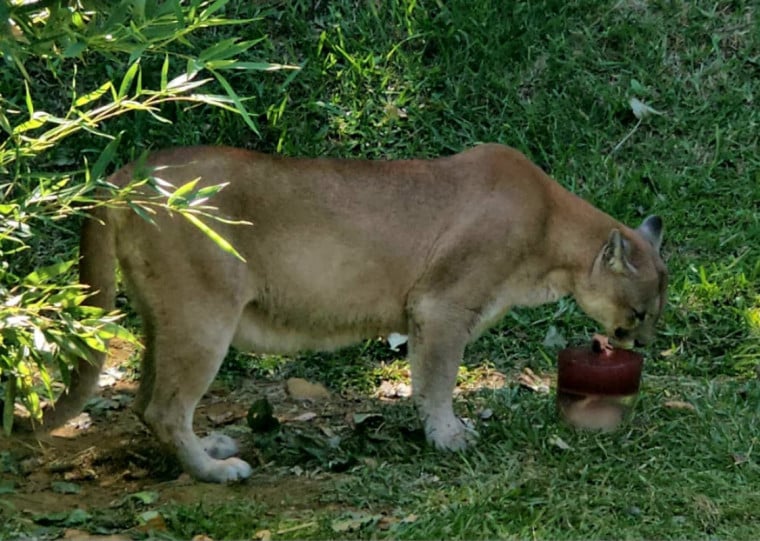 Felino carn&iacute;voro, o puma ganhou um picol&eacute; de carne | Halder Ramos/Divulga&ccedil;&atilde;o/Cidades