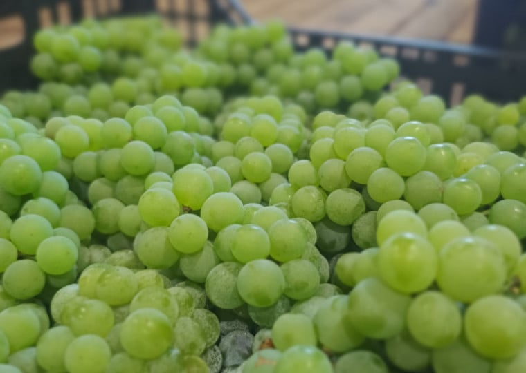 Pela primeira vez, uvas orgânicas serão distribuidas no evento