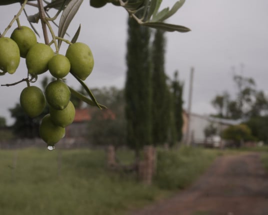 Safra recorde de olivas projeta ano histórico para azeite gaúcho