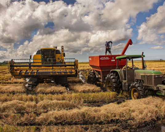 Irga confirma 891,9 mil hectares de arroz no RS