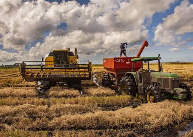 Além do corte de área, lavoura arrozeira deverá ter menor produtividade, devido ao menor uso de tecnologia