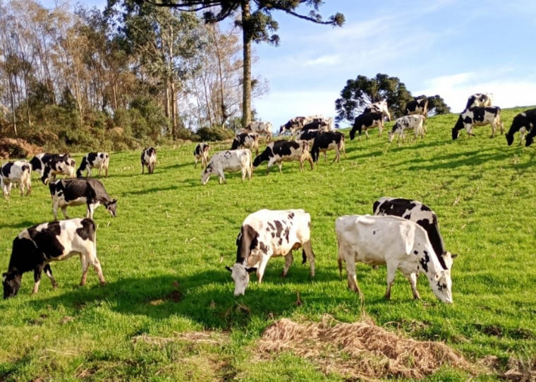 Manejo adequado do plantel em horários de menor calor ajudam a amenizar o estresse térmico dos animais