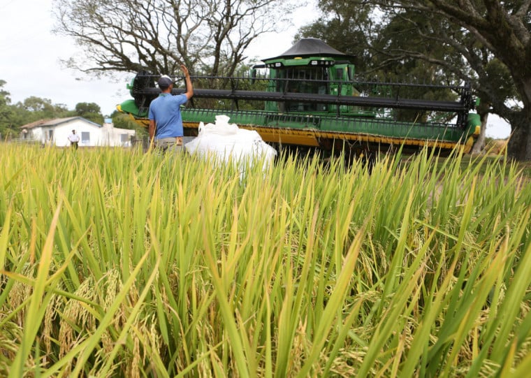 O RS é responsável por 70% da produção do grão no país e está no auge do período de colheita