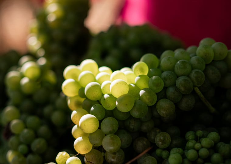 Mais de 40% das uvas cultivadas pela Cooperativa Vin&iacute;cola Garibaldi s&atilde;o vin&iacute;feras