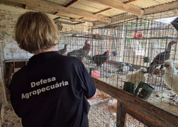 Visitas foram realizadas em propriedades rurais com criação de aves de subsistência na região da Reserva do Taim
