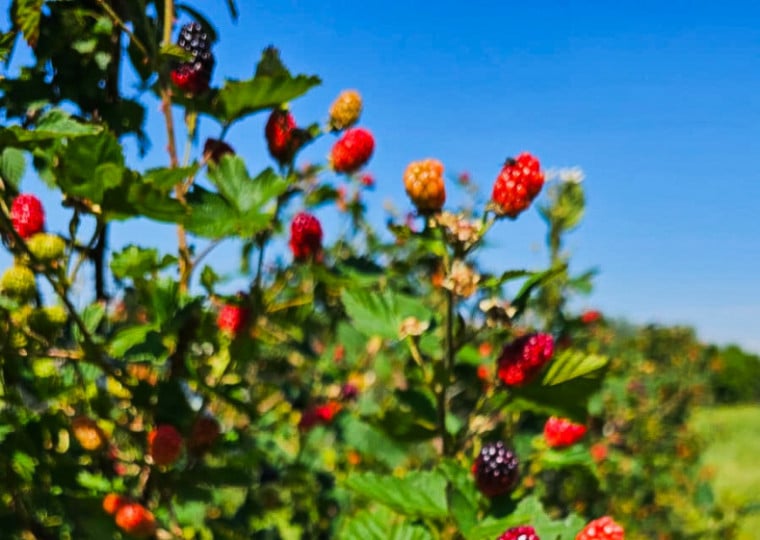 Fruticultura é oportunidade de renda e de mercado para quem não dispõe de grandes áreas