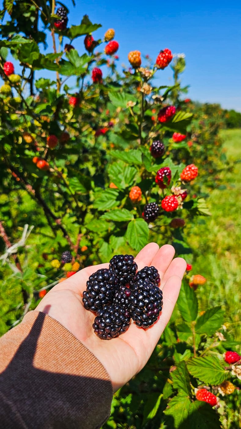 Amoras | Giulia Bortolon Peba/Divulgação/JC