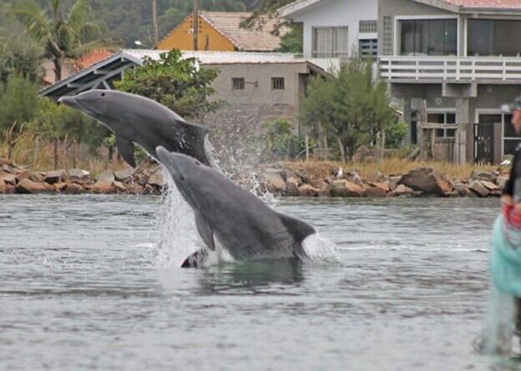 Animais est&atilde;o sob risco de extin&ccedil;&atilde;o