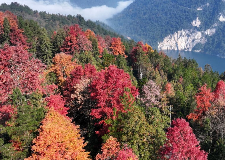 Taxa de cobertura florestal atingiu 25,09%, com o volume de estoque totalizando quase 20,99 bilhões de metros cúbicos  