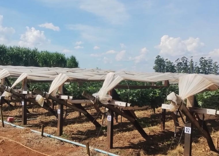 Plantação de morangos no substrato em túnel baixo permite safra o ano todo