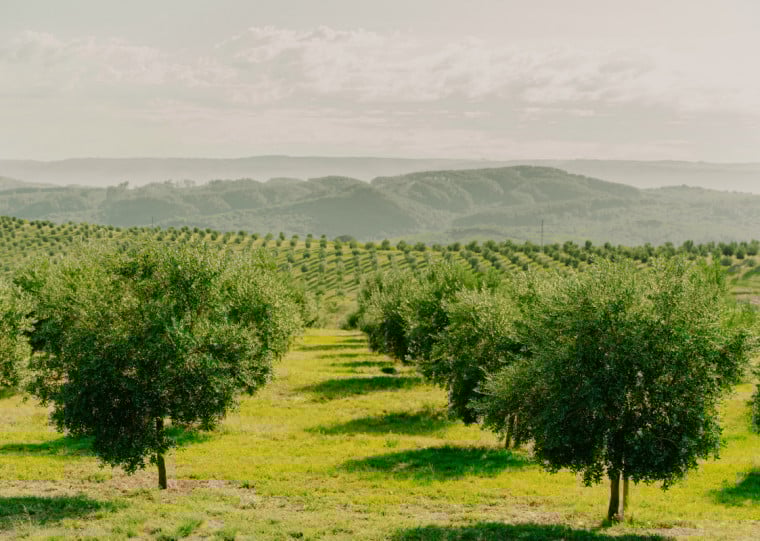Puro tem 37 mil oliveiras cultivadas em uma Ã¡rea total de 150 hectares no Centro do estado
