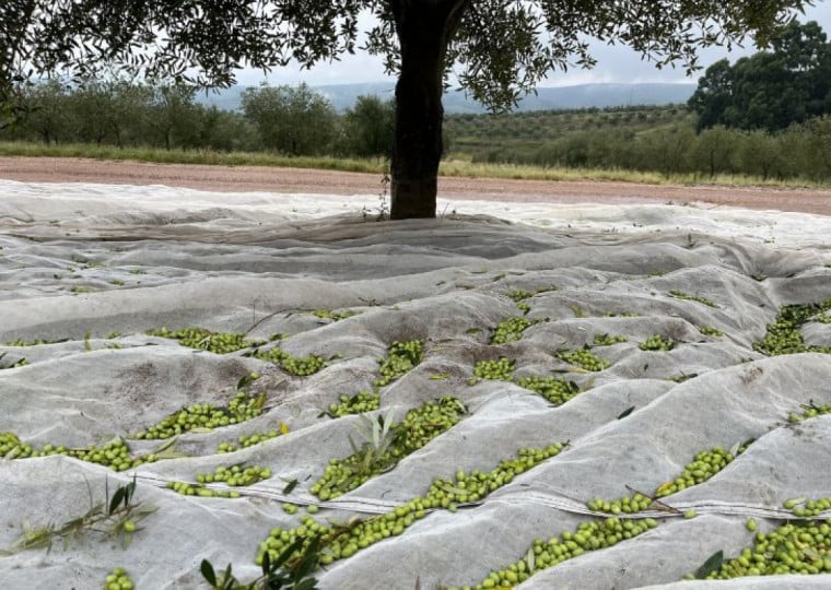 Oliveiras são agitadas para que frutos caiam sem contato manual, para preservar integridade da azeitona | Lívia Araújo/Especial/Cidades