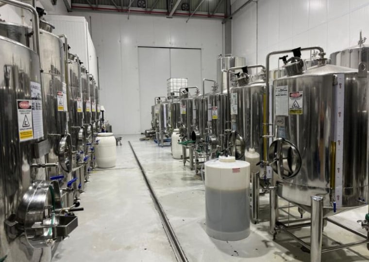 Azeite extraído é filtrado de acordo com variedade da uva e estado da fruta durante a colheita | Lívia Araújo/Especial/Cidades