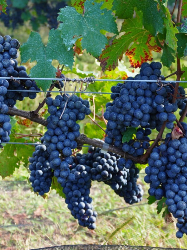 Serra Gaúcha avança em clones de videira próprios para reduzir dependência externa