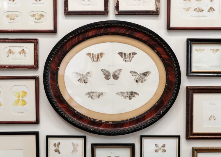 ‘Panapanã - Papilionis Transectum’ incorpora percepções inspiradas nos gabinetes de curiosidades dos séculos XVI e XVIII
