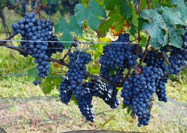Atualmente projeto reúne 135 clones de 59 variedades viníferas 